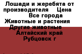 Лошади и жеребята от производителя. › Цена ­ 120 - Все города Животные и растения » Другие животные   . Алтайский край,Рубцовск г.